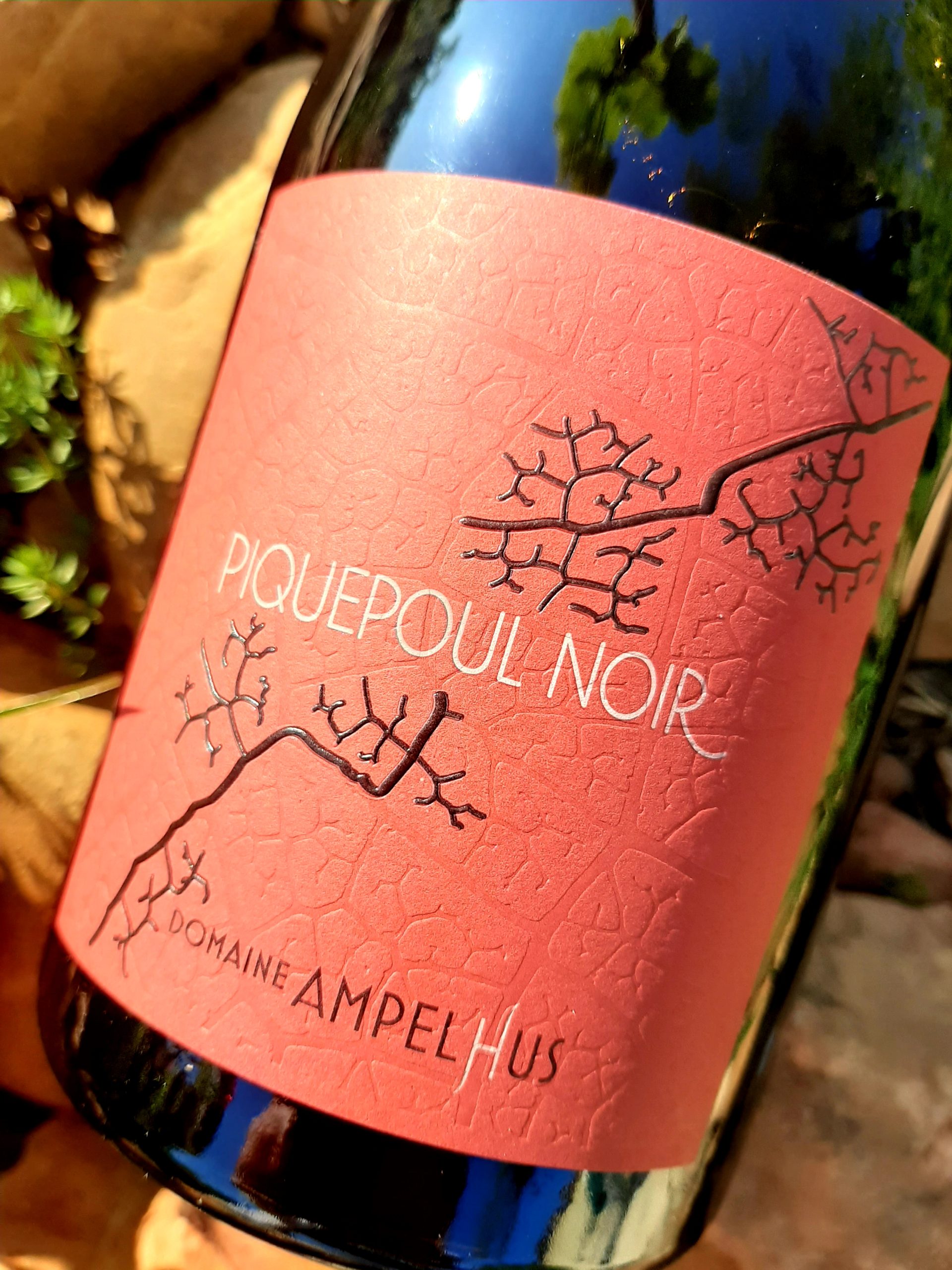 Domaine Ampelhus Piquepoul noir