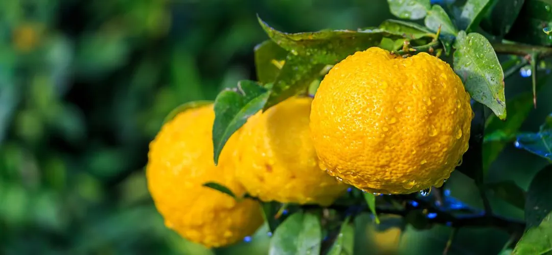 La Yuzu